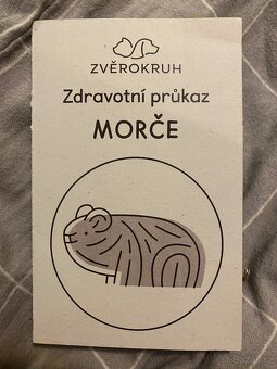 Morče zdarma - 5