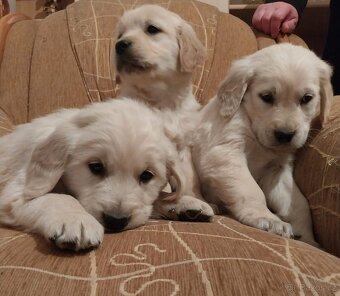 Zlatý retrívr, golden retriever - štenata - 5