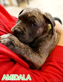 AMIDALA šteniatko CANE CORSO s pp - 5