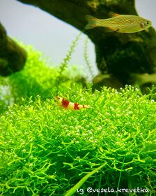 Krevety caridina crystal red (S) - 5