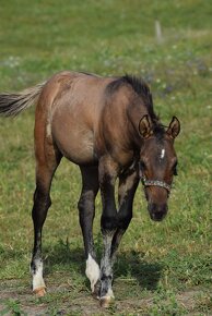 Líbivý quarter horse hřebeček - 5