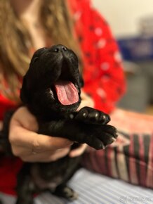 Cane corso s FCI PP - 5