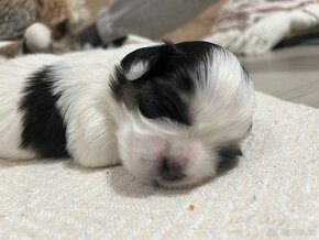 Krásná štěňátka k prodeji (Malshi, Shih-tzu, Maltézský psík) - 5