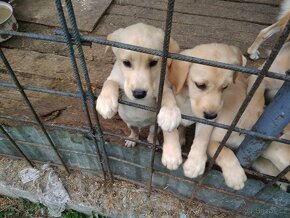 Predám čisto krvných zlatých labradorov retríverov - 5