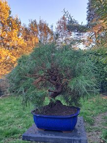 Bonsai Borovice - 5