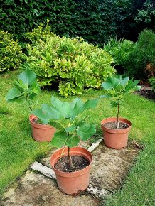 Fíkovník, Smokvoň, Ficus Carica, White Marseilles - 5