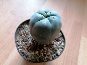 Kaktusy sbírka 5 kaktusů Astrophytum a Lophophora - 5