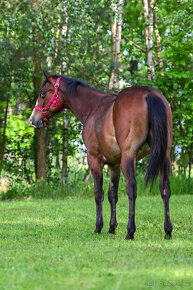 QH hřebec s výjimečným původem a zbarvením -reining,cowhorse - 5