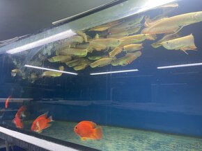 Arowana albino , cichla kelberi , guramy , sumce , datnio - 5