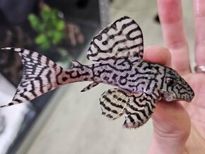 Pleco, Hypancistrus, Ancistrus long fin, sumce - 5