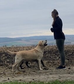 KRYCÍ PES s PP - Labrador retriever - 5