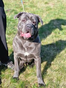 Cane Corso ke krytí - 5