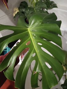 Monstera Deliciosa - 5