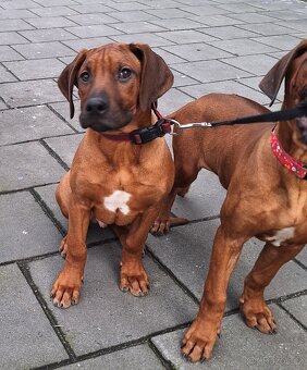 Rhodesian Ridgeback - 5