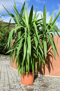 Yucca - juka - palma pokojová rostlina 150 cm - 5