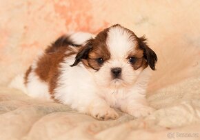 Shih-Tzu šteňiatka (shi tzu, si-tzu, shitzu, si-cu) - 5