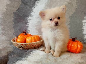 fenečka Německý Špic / Pomeranian - Cream - 5