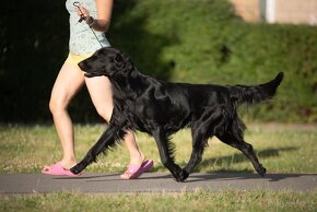 Flat coated retriever štěňata - 5