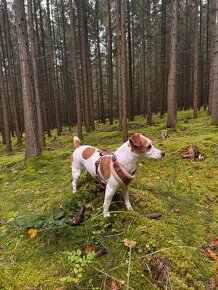 JR jack Russel na krytie - 5