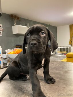 CANE CORSO psí slečna rezervace odběr. - 5