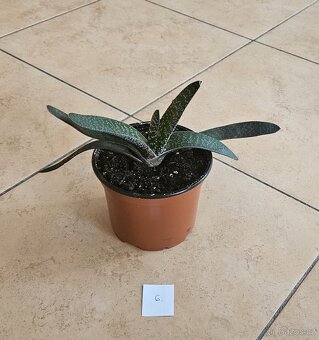 Sukulenty Gasteria - 5