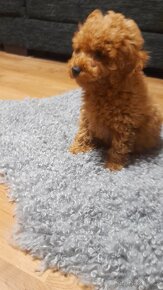 Cavapoo pudl F2 psík. - 5