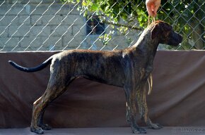 Louisiana Catahoula Louisiansky Leopardi Pes - 5