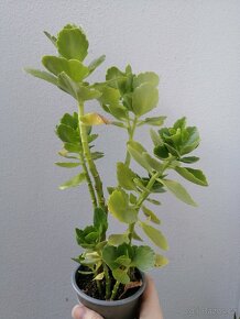 Kalanchoe - 5