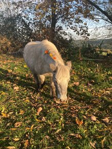 Minihorse valach a hřebec - 5