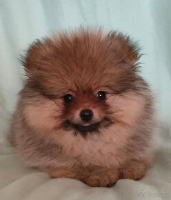 POMERANIAN bez PP ORANŹOVY - 5