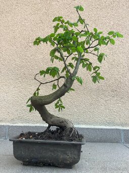 Bonsai, Bonsaj, jamadori, habr - 5