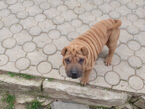 Shar-pei - 5