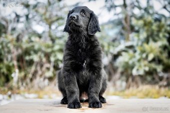 Flat coated retriever s PP - štěňata - 5