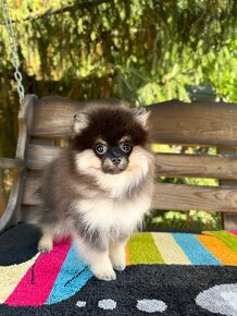 Pomeranian MINI fenečka PP UCI - 5