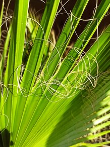 Washingtonia robusta, palmy 2 kusy - 5