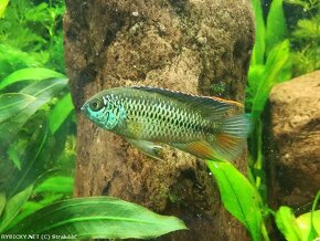 geophagus sveni rio parana,winemilleri,Gymnogeophag.balzani - 5