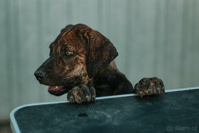 Louisiana Catahoula Louisiansky Leopardi Pes - 5