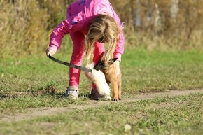 Belgický ovčák malinois - Kollette - fenečka 9 týdnů - 5