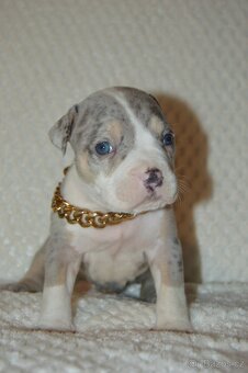 American bully - 5