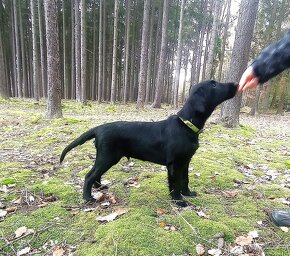 štěně flat coated retriever s PP - 5