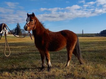 Kobylka Welsh Mountain pony A - 5