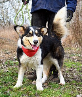 Quasita k adopci - 1 rok, hravá,aktivní, vhodná k dětem - - 5