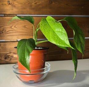 monstera minima, Tetrasperma Rhaphidophora - 5