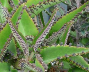 Madagaskarský ženšen - Kalanchoe daigremontiana - Sazeničky - 5