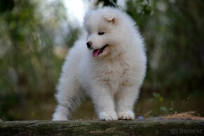 KAMIKAZE KARAMEL LA TORRE ROJA- FCI SAMOJED - 5