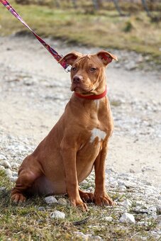 APBT ,americký pitbullterier, pittbul , pittbull teriér s PP - 5