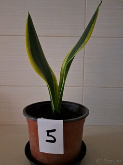 Sansevieria "tchynin jazyk" - 5