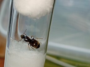 Mravenec obecný (Lasius cf. niger) - 5