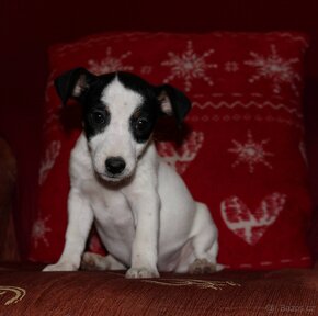 Jack Russel terier, kouzelná tři štěňátka - 5