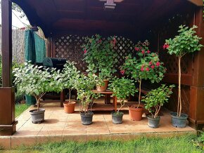Fuchsie, balkonové rostliny,stromkové Fuchsie keře,stromky - 5